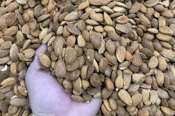 تصویر 5 از خرید مغز بادام سنگی + بهترین قیمت